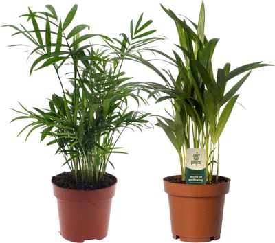 Plantenboetiek.nl | Dypsis lutescens & Chamadorea Duo | 2 stuks - Ø12cm - 30-40cm hoog - Kamerplant - Groenblijvend - Multideal