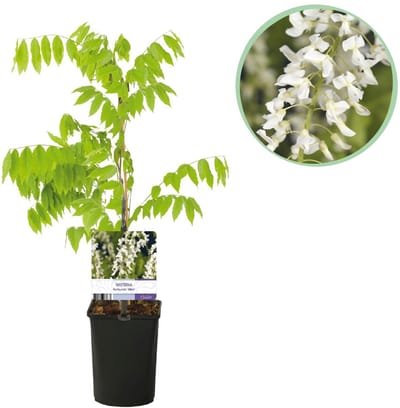 Green boutiQ - Blauwe regen - Wisteria floribunda Alba - Bloem Wit - 1 plant - Pot 11cm Hoogte 40cm