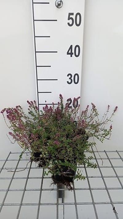 6x Kruiptijm - Thymus pul. 'Foxley' | 9x9 cm pot
