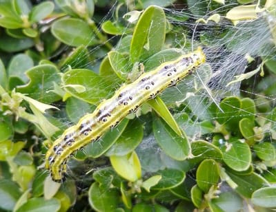 Ferrarium aaltjes tegen buxusmot 10 miljoen aaltjes +/- 10m2 buxusplanten - buxusrups bestrijden met aaltjes - Steinernema carpocapsae