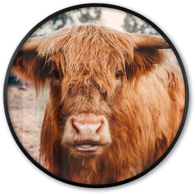 Poster in lijst Rond - Fotolijst 60x60 cm - Posters - Koe- Schotse hooglander - Hoorns - Bruin - Landschap - Ronde posterlijst zwart - Decoratie - Wanddecoratie woonkamer - Muurdecoratie slaapkamer
