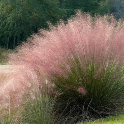 12 x Muhlenbergia Rood|Roze - Siergras Winterhard - Muhlenbergia capillaris in 9x9cm pot met hoogte 5-10cm
