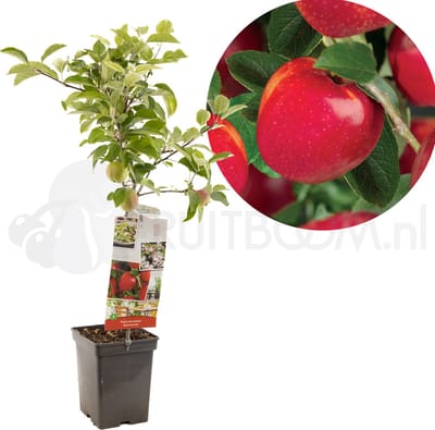 Malus domestica Summerred | rode handappel | patio