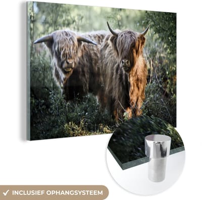 MuchoWow® Glasschilderij 120x80 cm - Schilderij acrylglas - Schotse Hooglanders - Bos - Dieren - Foto op glas - Schilderijen