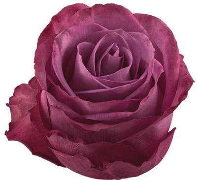 25x Rosa moody blues! 60cm