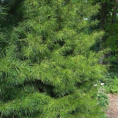 Plants Online BV - Planten - Haagplanten - Coniferen - Tuinplanten - Sier coniferen - Set van 1 - Japanse parasolden