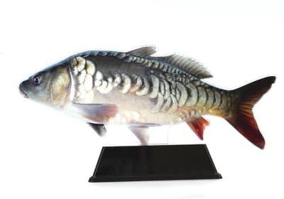Vistrofee Real Fish Karper 17 cm - Prijs Viswedstrijd Karperwedstrijd Visprijs Wedstrijdprijzen Sportvissen Visprijzen Wedstrijdvissen Viswedstrijden Sportvisprijs Sportvisprijzen Visbokaal Vis Bokaal Beker Visbeker Wedstrijdbeker Visbeeld Beeldje He