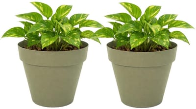 Mega Collections Plantenpot / bloempot - 2x - kunststof - olijfgroen - binnen/buiten - D20 x H17 cm