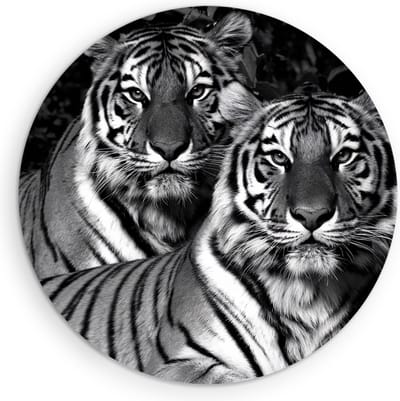 Saammp Muurcirkel Hout - 2 Tijgers - Natuur - Dieren - Ø 90 - Wandcirkel - Wanddecoratie Cirkel - muurdecoratie Woonkamer - Slaapkamer decoratie - Rond Schilderij