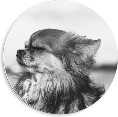 Forex Wandcirkel - Klein Hondje in Zwart Wit  - 40x40cm Foto op Wandcirkel (met ophangsysteem)