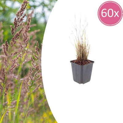 Tuinplantenshop.com | Calamagrostis brachytricha | 60 stuks - Ø9cm - 10-25cm hoog - Tuinplant