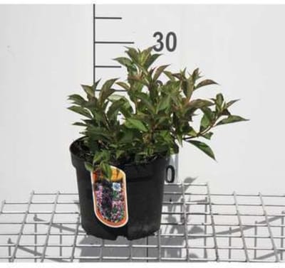 Weigela florida 'Pink Poppet' - Weigelia 30 - 40 cm in pot