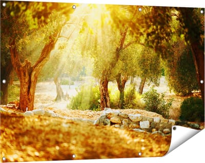 Gards Tuinposter Olijfbomen - Olijfboomgaard - 120x80 cm - Tuindoek - Tuindecoratie - Wanddecoratie buiten - Tuinschilderij