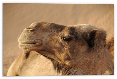 Dibond - Kamelenkop - 60x40cm Foto op Aluminium (Met Ophangsysteem)