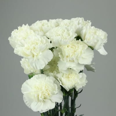 20 witte anjers