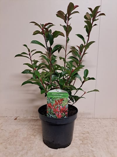 Photinia x fraseri 'Carré Rouge' - GLANSMISPEL 40-50 cm in pot