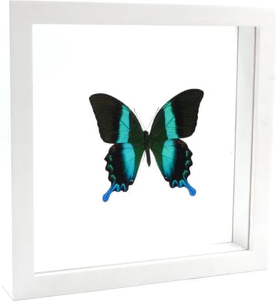 Opgezette vlinder in witte dubbelglas lijst 25x25cm - Papilio blumei