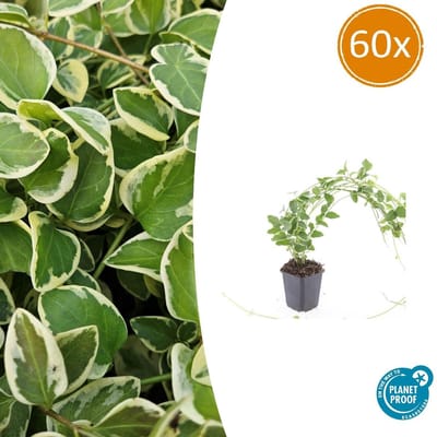 Tuinplantenshop.com | Vinca major 'Variegata' | 60 stuks - Ø9cm - 10-25cm hoog - Tuinplant