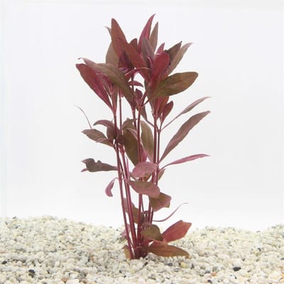 Moerings Alternanthera Sessilis | Koperkleurig papegaaienblad | in bos met loodje Waterplant