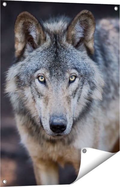 Gards Tuinposter Wolvenkop - Grijze Wolf - 60x80 cm - Tuindoek - Tuindecoratie - Wanddecoratie buiten - Tuinschilderij