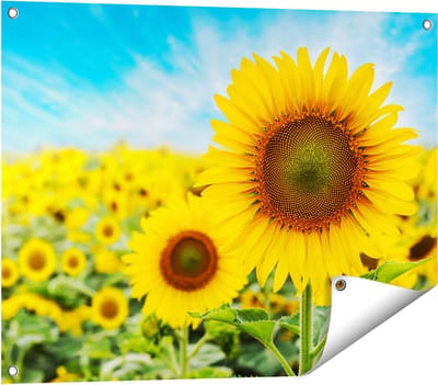 Gards Tuinposter Zonnebloemen Veld - 80x60 cm - Tuindoek - Tuindecoratie - Wanddecoratie buiten - Tuinschilderij