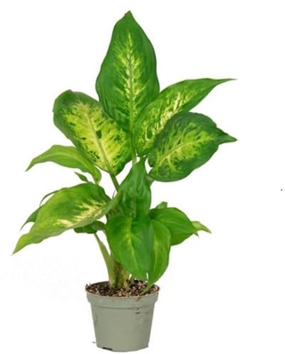 JUNAVERA Dieffenbachia compacta terrariumplant | 9 cm pot | 35 cm hoog bij levering
