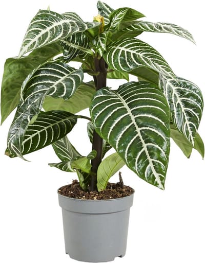 PLNTS - Aphelandra Squarrosa - Kamerplant - Kweekpot 13 cm - Hoogte 35 cm