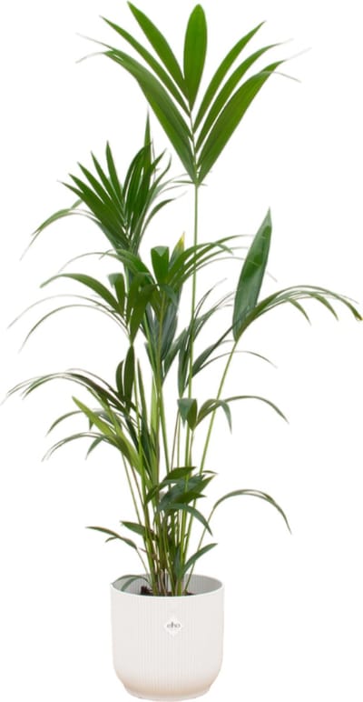 Plantenboetiek.nl | Kentia palm inclusief elho Vibes Fold Round wit - Ø30cm - 150-160cm hoog - Kamerplant - Complete set - Plant met pot
