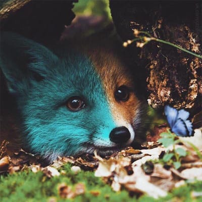 Peinture au Diamant 5D DIY Animal de Forêt Renard Mosaïque Strass Broderie Diamant 30x30CM blue