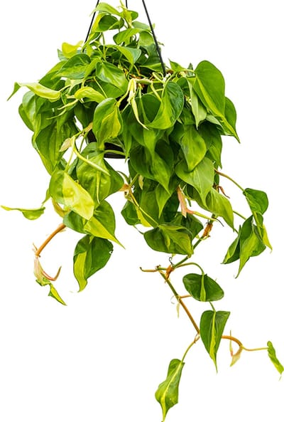 JUNAVERA Philodendron Scandens Brasil groenblijvend | Ø15 cm hangpot | 25-35 cm hoog bij levering | Terrariumplant en kamerplant
