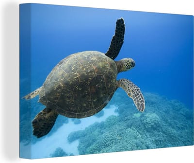 Canvas Schilderij Groene zwemmende schildpad fotoprint - 30x20 cm - Wanddecoratie