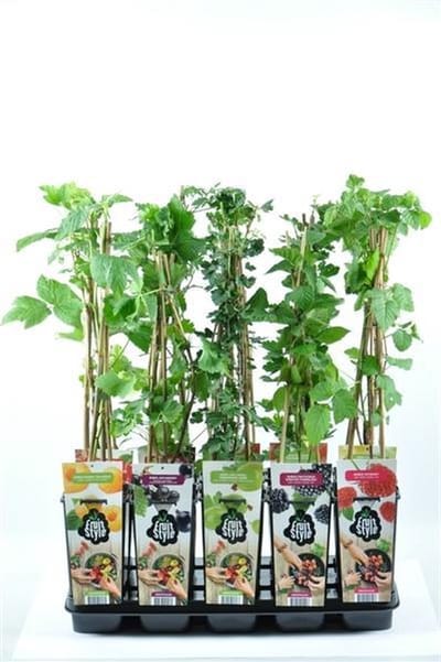 Fruitplanten mix - set van 6 verschillende soorten fruit - hoogte 30-40 cm