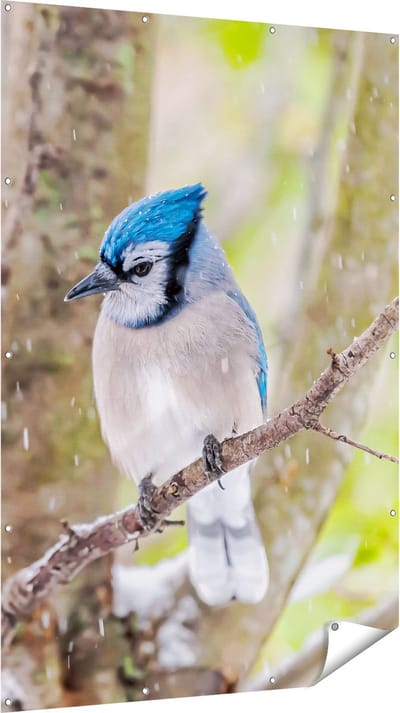 Gards Tuinposter Blauwe Gaai Vogel in de Sneeuw - 120x180 cm - Tuindoek - Tuindecoratie - Wanddecoratie buiten - Tuinschilderij