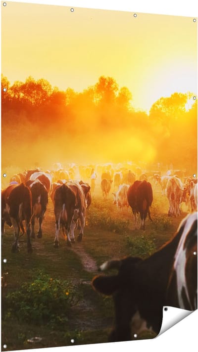 Gards Tuinposter Kudde Koeien in Weiland bij Zonsondergang - 120x180 cm - Tuindoek - Tuindecoratie - Wanddecoratie buiten - Tuinschilderij