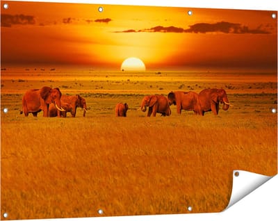 Gards Tuinposter Olifanten in het Wild - Zonsondergang - 120x80 cm - Tuindoek - Tuindecoratie - Wanddecoratie buiten - Tuinschilderij