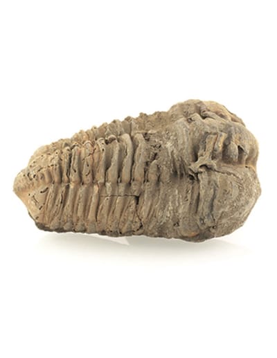 Trilobiet bruin ca. 6 cm