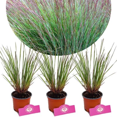 Set van 3 Kleine prairiegras- Schizachyrium scoparium 'Blue Heaven' - Hoogte 30-40cm - 12cm pot