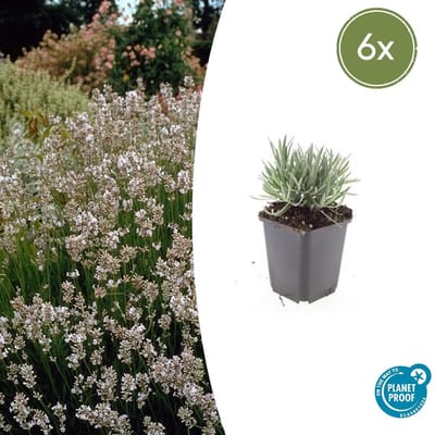 Tuinplantenshop.com | Lavandula int. 'Edelweiss' | 6 stuks - Ø9cm - 10-25cm hoog - Tuinplant