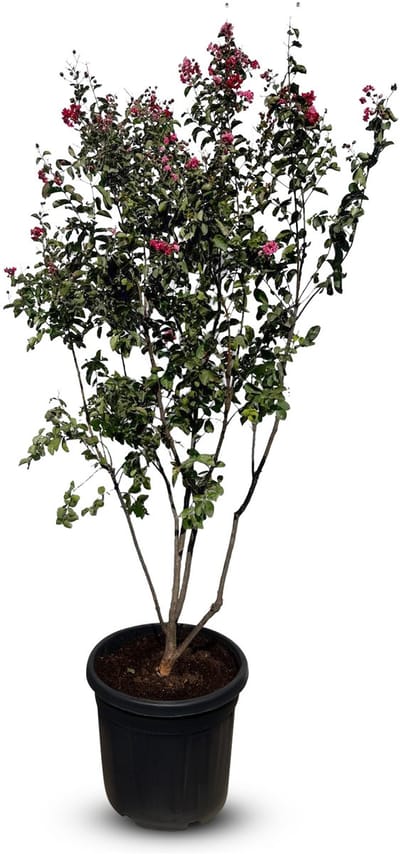 Lagerstroemia indica – Indische sering - Meerstammige boom – 200 cm - Rode Bloemen