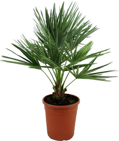 Bloomique - Chamaerops Humilis - Europese Dwergpalm - Palmboom Winterhard - Tuinplanten - Hoogte 70-80 cm - Pot 21 cm