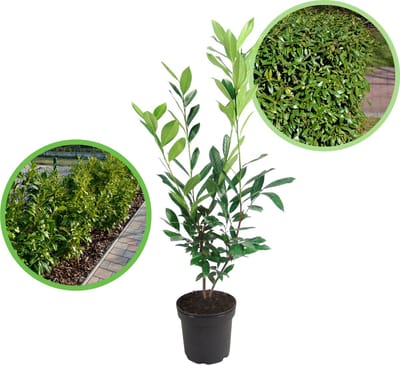 Laurier 'Caucasica' 80-100 cm (in pot) - Prunus l. 'Caucasica' - Ø26 cm - snelle groeier - het hele jaar door groen - gehele jaar blikdicht
