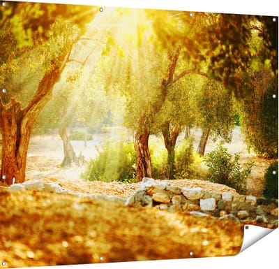 Gards Tuinposter Olijfbomen - Olijfboomgaard - 150x120 cm - Tuindoek - Tuindecoratie - Wanddecoratie buiten - Tuinschilderij