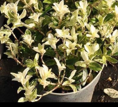 Euonymus jap. 'Pierrolino'® - Japanse Kardinaalshoed, Kardinaalsmuts , 20- 25 cm in pot