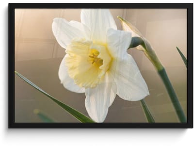 Poster in lijst - Fotolijst 60x40 cm - Posters - Narcis - Bloem - Minimalistisch - Posterlijst zwart - Decoratie - Wanddecoratie woonkamer - Muurdecoratie slaapkamer