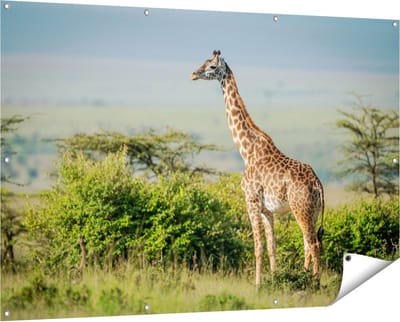 Gards Tuinposter Giraffe in het Wild tussen de Struiken - 150x100 cm - Tuindoek - Tuindecoratie - Wanddecoratie buiten - Tuinschilderij