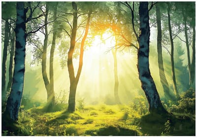 WALLARENA - Fotobehang - 150x105 cm - 3D bos landschap met bomen, natuur en zon voor slaapkamer en woonkamer