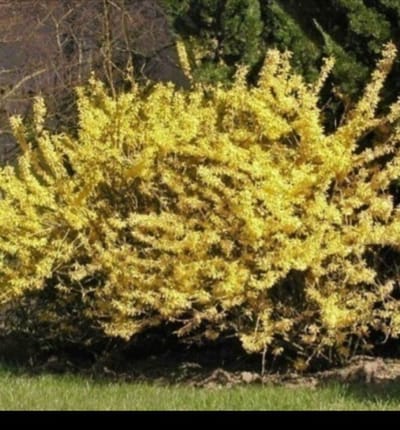 Forsythia hybr. 'Maree d'or'® ('courtasol'®) - Chinees Klokje 25- 30 cm in pot