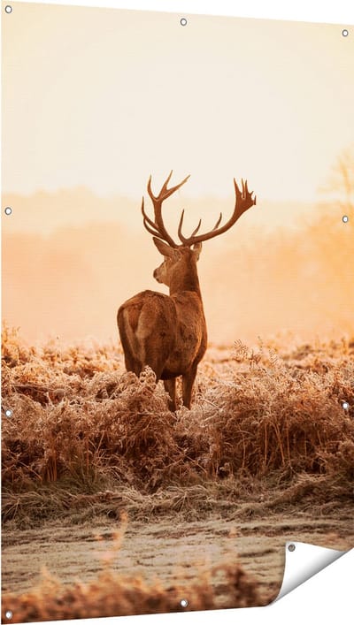 Gards Tuinposter Hert in de Wei tijdens de Zonsopkomst - 100x150 cm - Tuindoek - Tuindecoratie - Wanddecoratie buiten - Tuinschilderij