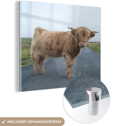 MuchoWow® Glasschilderij 50x50 cm - Schilderij acrylglas - Schotse Hooglander - Weg - Gras - Foto op glas - Schilderijen