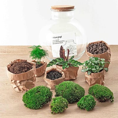 Terrarium - Bolder Bob - ↑ 30 cm - Ecosysteem plant - Kamerplanten - DIY planten terrarium - Mini ecosysteem - Inclusief Hark + Schep